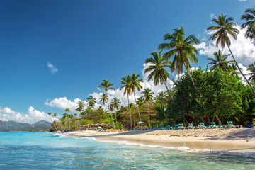 perfect empty Caribbean sandy beach with clear water and green palm trees