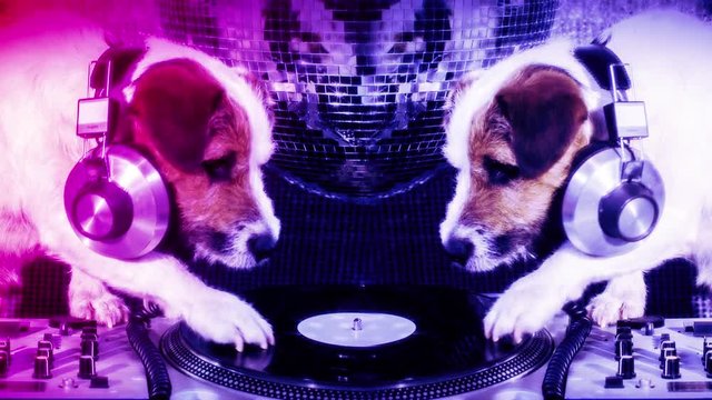 dog disco