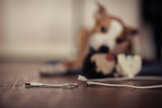 Dog Gnaws USB Wire