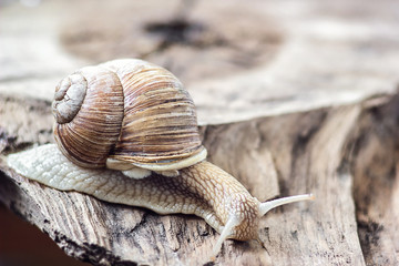 Snail on the tree in the garden. Garden wild snail gliding on the wooden texture  background. Macro close-up. Short depth of focus. Latin name Arianta arbustorum. Helix pomatia, Roman snail, escargot.