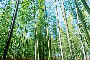 Fototapeta na wymiar Green bamboo garden