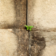 Sprout germinate through the stones 1