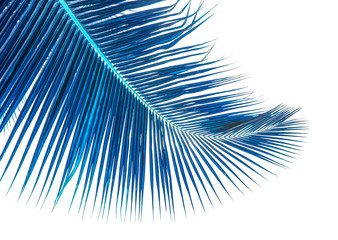 Fototapeta premium palme bleue de cocotier, fond blanc 