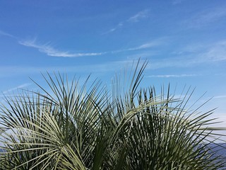 Palm trees on blue sky background in Florida beach