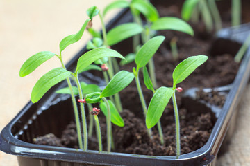 Young seedlings of tomatoes germinated from seeds. Low sprouts of tomatoes