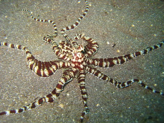 Mimik-Oktopus © wernerrieger