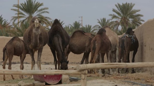 Camel Farm
Camel herd in the Moroccan desert.