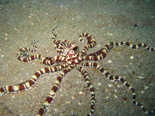 Naklejka premium Mimik-Octopus