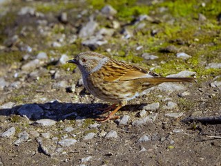 Sparrow 