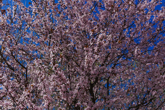 Cherry blossom tree with pink and red flowers on blue sky background.Tall cherry tree with blossomed branches on a sunny spring day.