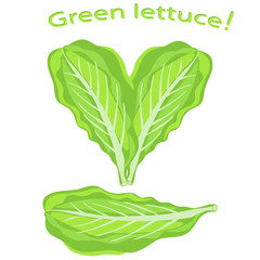 Fresh lettuce close-up. Green lettuce leaf. Green vegetables leaves. Vector illustration.