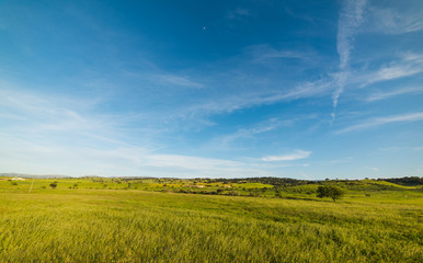 Obraz na płótnie Canvas Green field and blue sky in the springtime