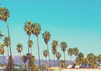 Crédence en verre imprimé Palmier Grands palmiers avec panneau Hollywood en arrière-plan