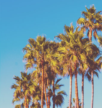 Palm trees under a blue sky in vintage tone