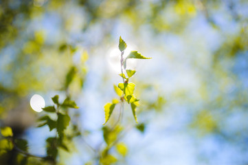 Branch of Birch in Sunlight