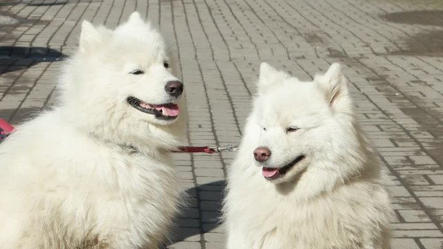 Samoyed dogs waiting for the owner
