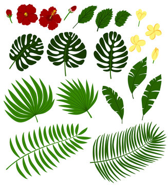 tropic flowers and palm leaves