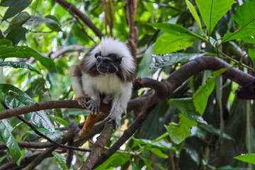 Cotton-top Tamarin monkey