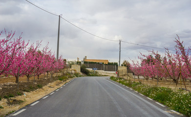 melocotoneros en flor con paisaje de montaña y arboles
