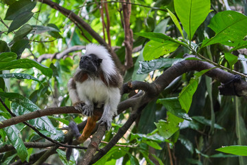 Cotton-top Tamarin monkey
