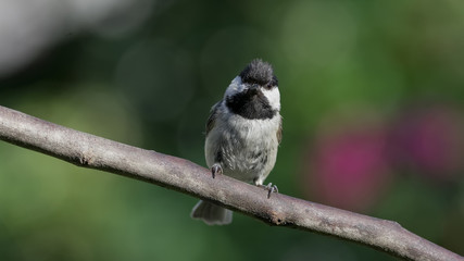 Chickadee Stare Down
