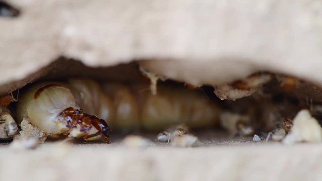 Termite queen laying eggs in her nest 