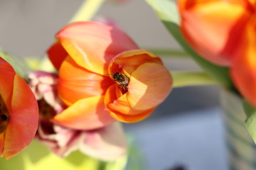 Frühling