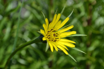 желтый цветок на зеленом фоне