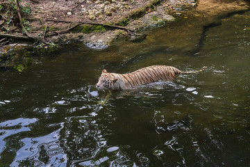 White tiger in the water