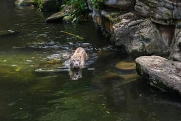 White tiger in the water