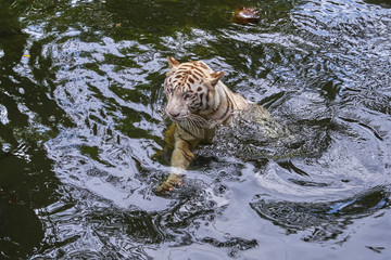 White tiger in the water