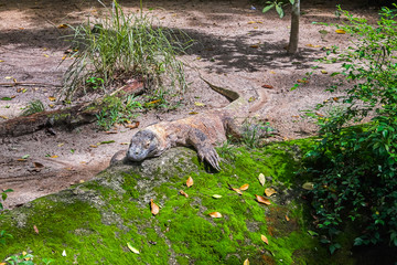 Komodo dragon lizard