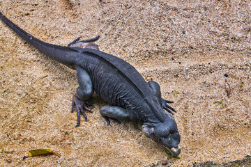 Rhinoceros iguana on the sand