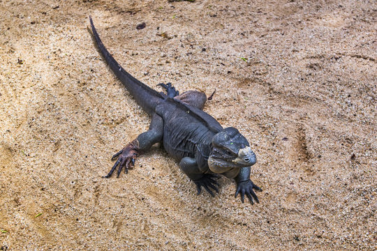 Rhinoceros iguana on the sand