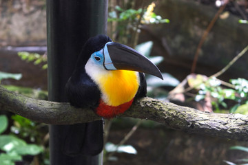 Beautiful toucan bird