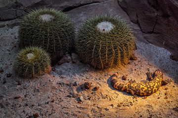 Gila monster near cactus