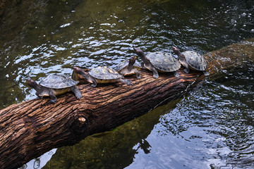 Group of turtles on the wooden trunk