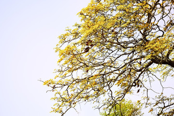 Soft focus, beautiful yellow tree background, beautiful sunshine and bright sunshine.