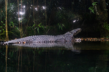 Obraz premium Estuarine crocodile on water reflection