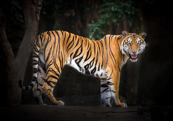 Tiger males standing in a natural atmosphere of the zoo.