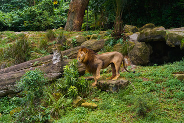 Lion is on the jungle forest