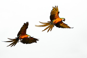 Fototapeta premium Grace Flight of beautiful parrots cores on a white background.