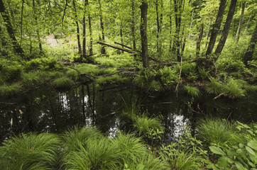 Fototapeta na wymiar swamp with lush vegetation in wilderness
