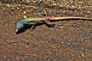 Common flat lizard, Platysaurus intermedius, on rocks in Matopos National Park, Zimbabwe