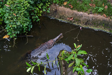 Obraz premium False Malayan gharial crocodile in the small lake