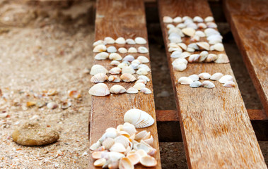 Seashells on a wooden background on the beach of the Sea of Azov