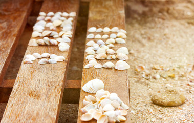 Seashells on a wooden background on the beach of the Sea of Azov