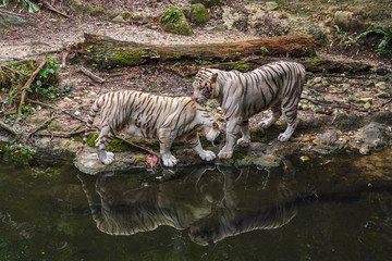 Fototapeta na wymiar Two white tigers shadow reflection on the river