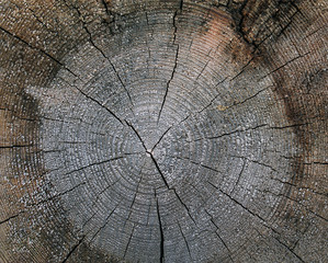 Fototapeta premium The old wood texture with natural patterns. Cross-section of the old tree