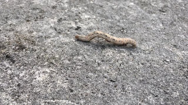 Tropical armyworm caterpillar in Rarotonga, Cook Islands. The Armyworm caterpilla can grow to 45 mm long.